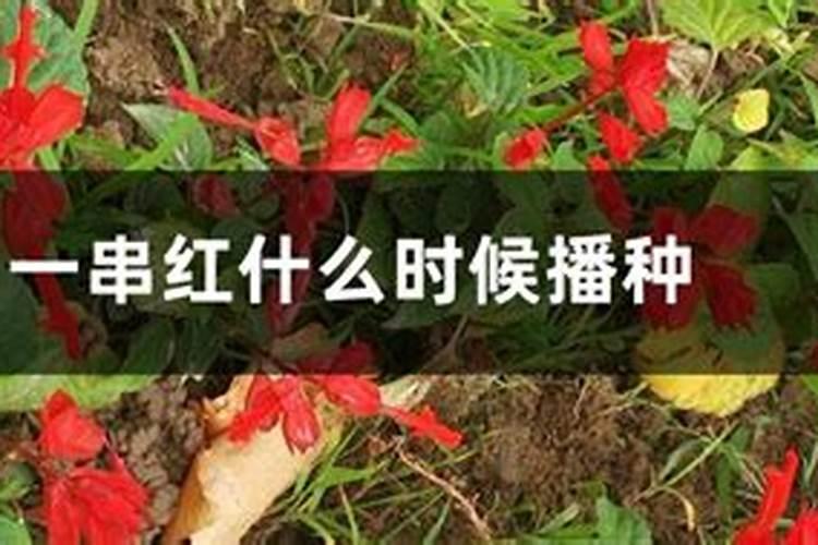 一串红种植方法
