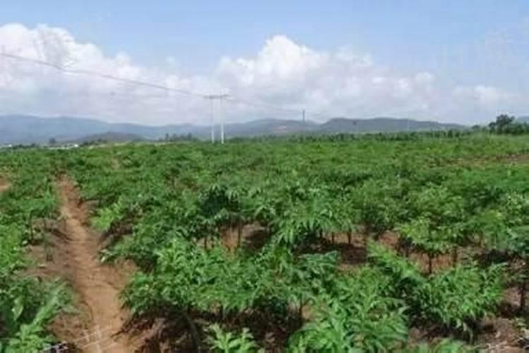 魔芋追肥用什么肥料好