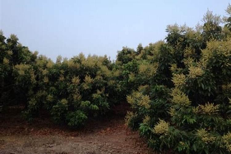 龙眼开花怎样管理？