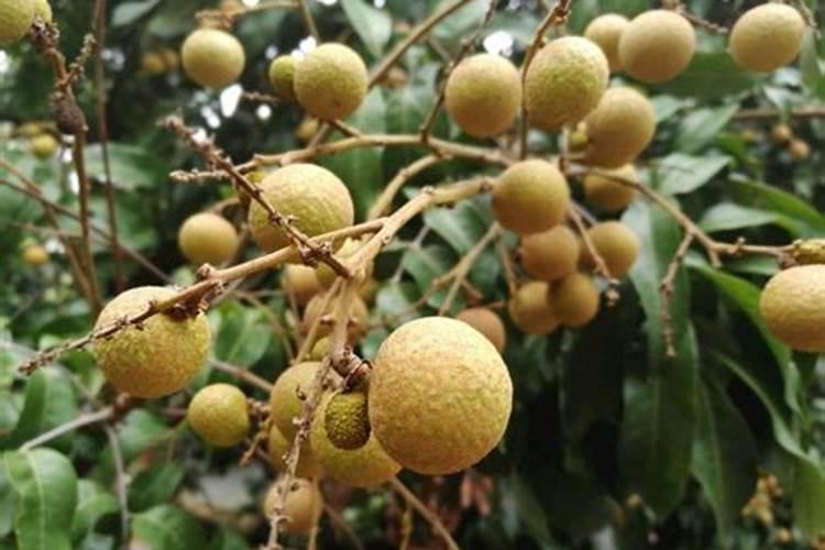 龙眼花期怎么管理？