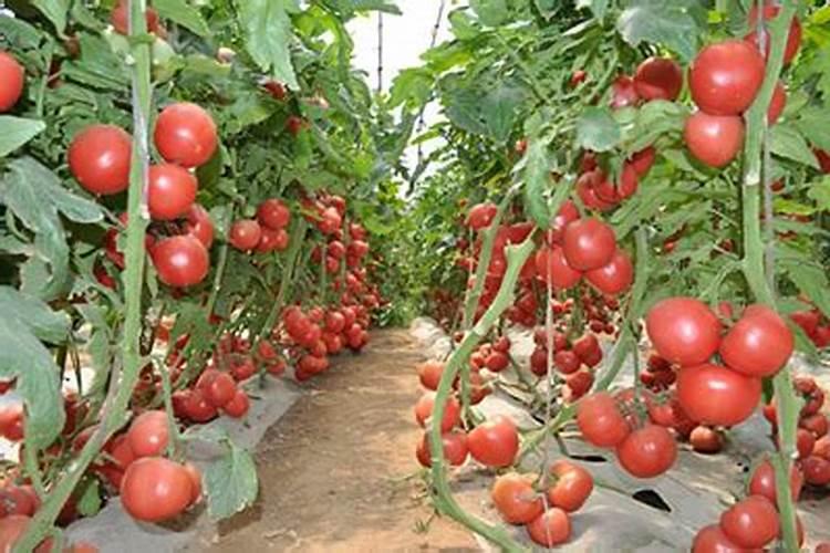 生姜浇水的正确步骤