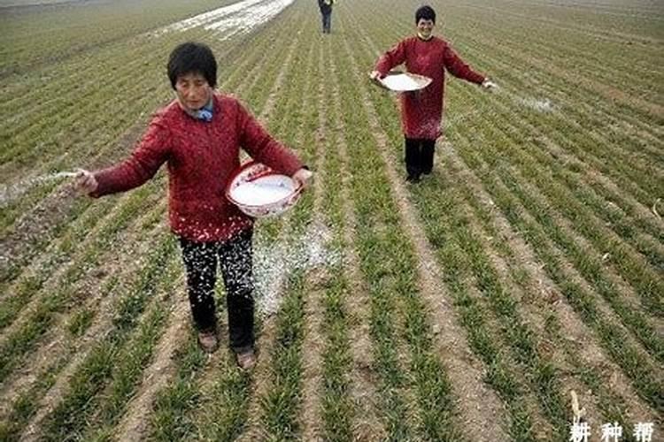 玉米喷施硼肥过量造成叶面枯黄怎么解救