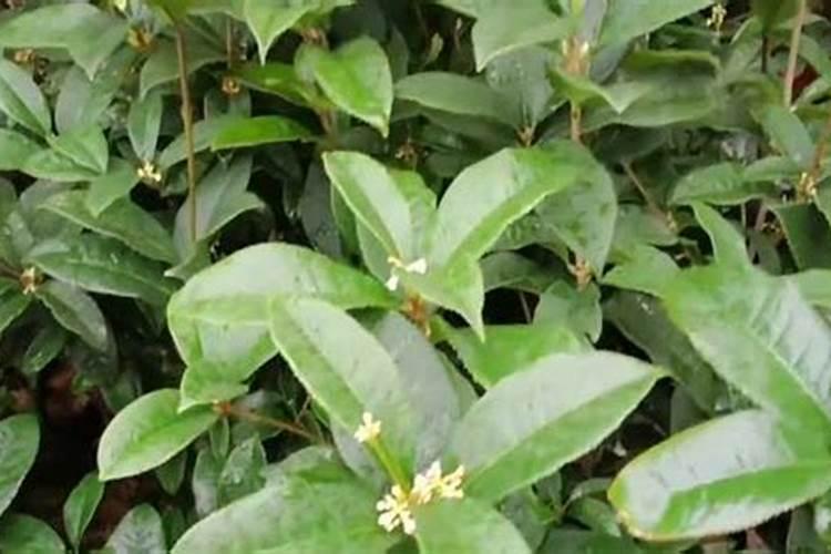 获得中绿华夏认证的企业