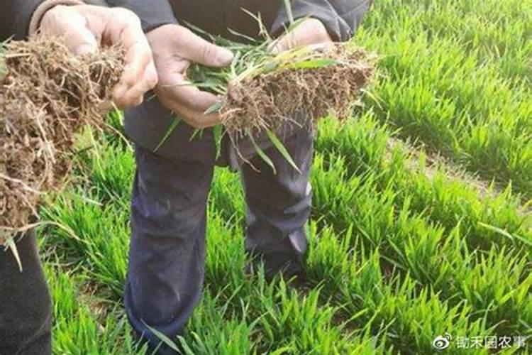 月季花这样施肥,开得更艳