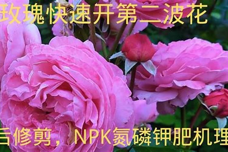 辣椒喷什么叶面肥结果多多久喷一次