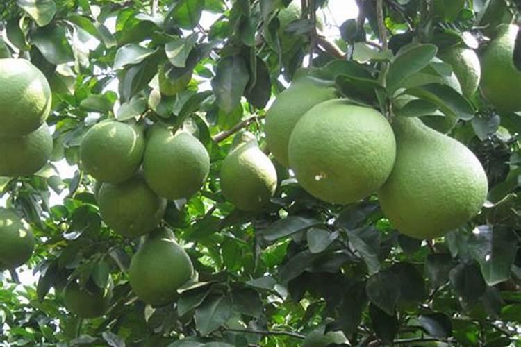 柚子施什么肥最甜柚子施什么肥比较甜