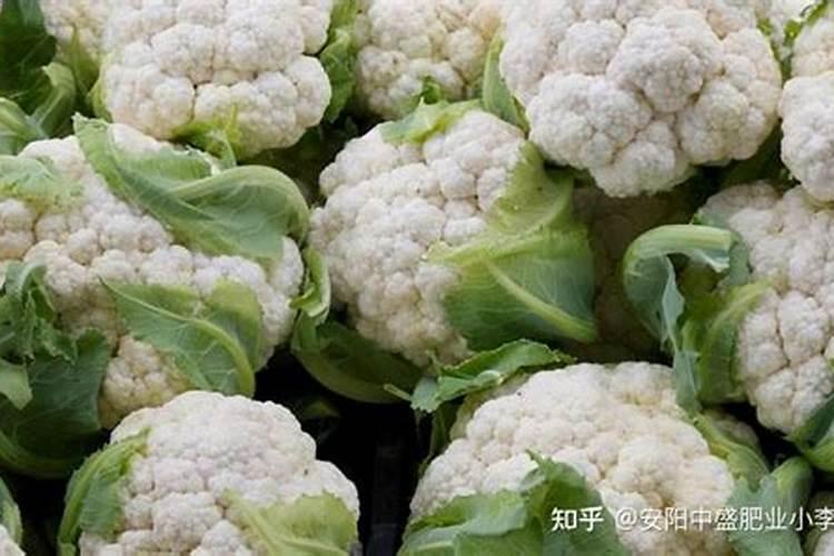 富贵竹施什么肥好