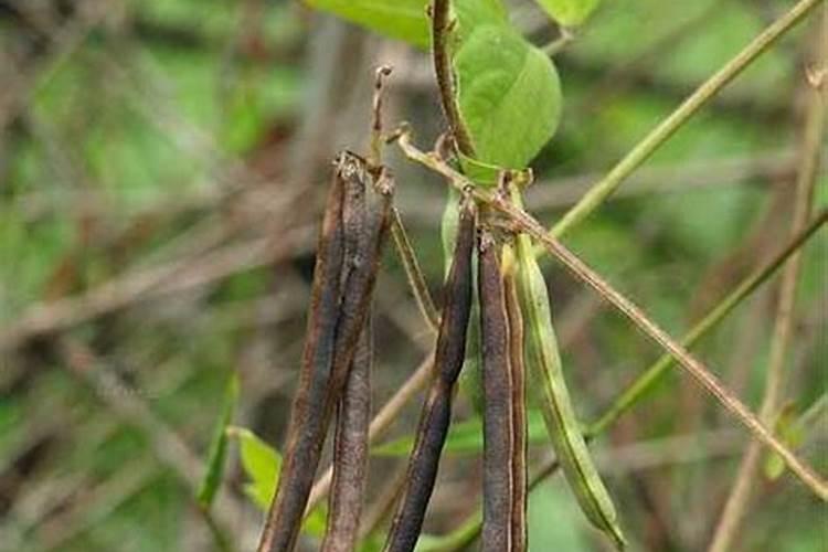 红小豆能喷叶面肥吗能用黄豆的叶面肥吗？