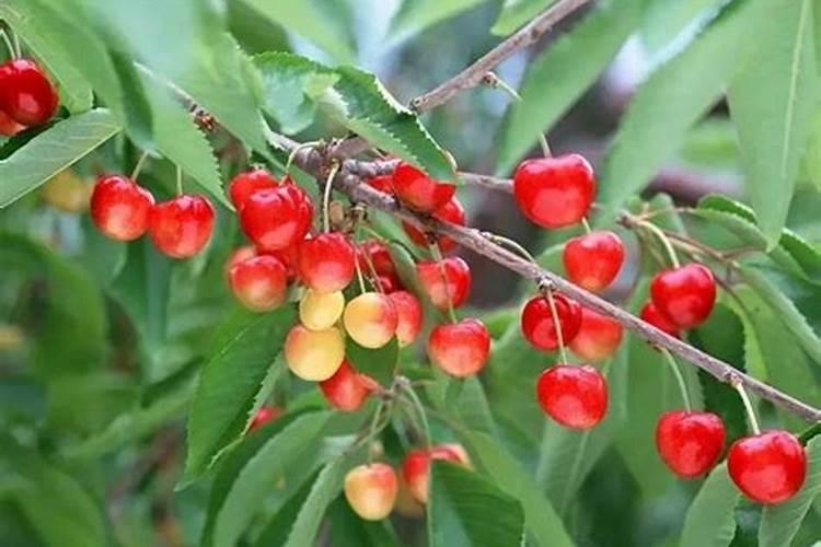 樱桃树什么季节施肥最好？？？施什么肥料？？