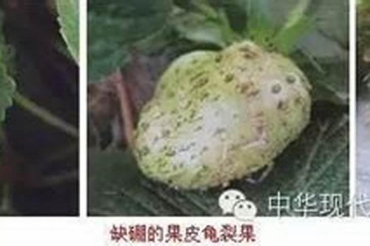 芥菜居然有七种,第七个还是国家地理标志