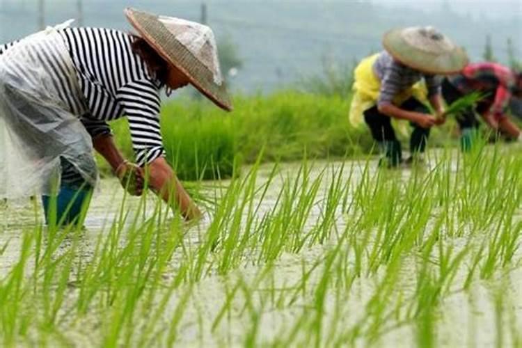 茄子有没有打农药(茄子高产的最佳方法)