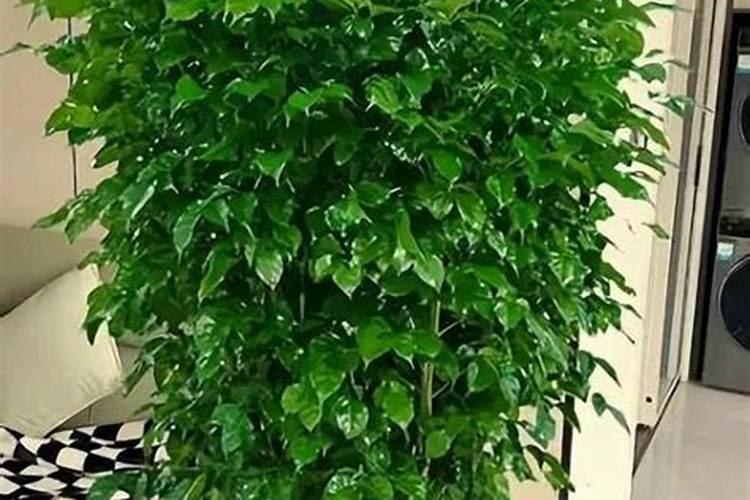 盆景树桩放什么肥料能枝繁叶荗