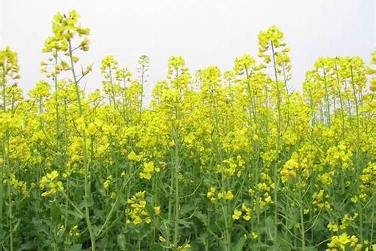 氯吡脲芸苔素最佳配方