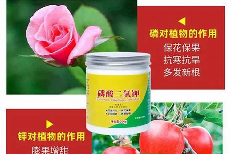 黄杨树盆景如何养 浇水施肥要重视
