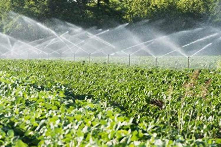 红萝卜发芽了怎么种