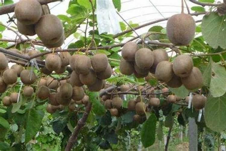 怎么让杏子快速变熟变甜