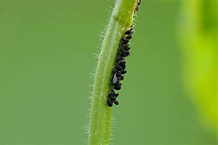 硼肥是什么样子的？