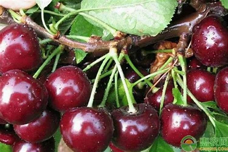 复合肥可以兑水浇花吗