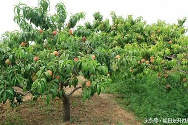 如何防止杏树落花落果？