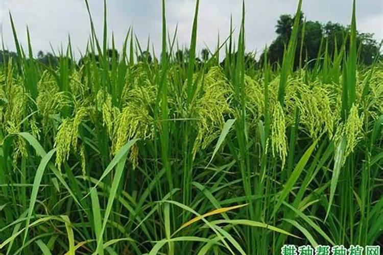 刚买回的芍药根块怎么种