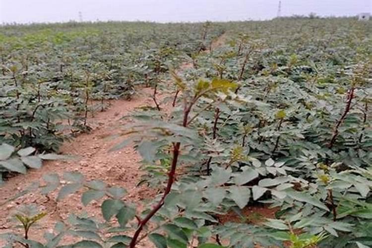 橙子树施什么肥比较好 施肥技术有哪些