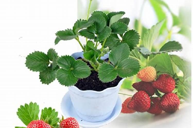 草莓各个时期的施肥方案 什么时候冲高磷肥