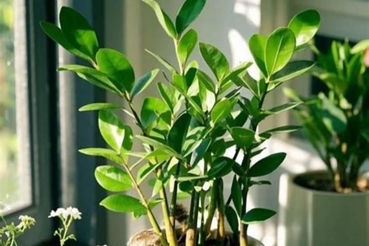 芸苔素的特效配方