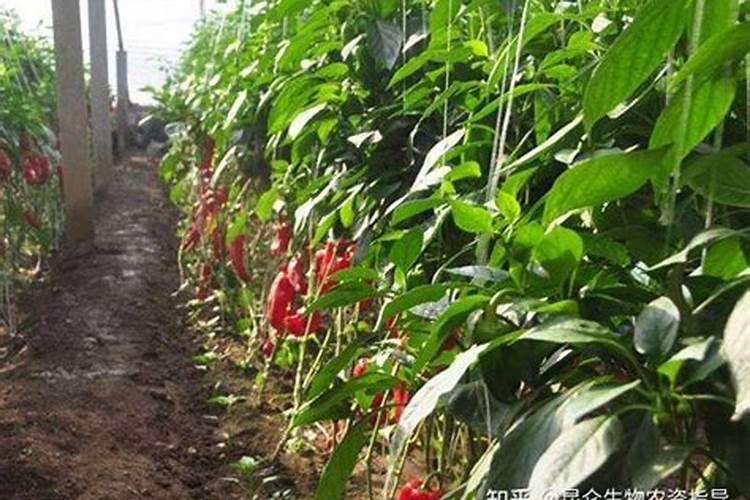 塑料大棚春连秋茬辣椒栽培对底肥有哪些要求？