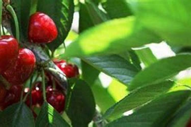 钙镁磷肥怎样用效果好 钙镁磷肥使用注意事项有哪些