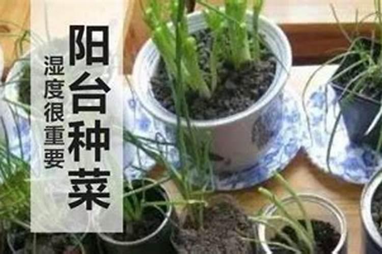 怎样让果实快速膨大,果实膨大期施肥诀窍