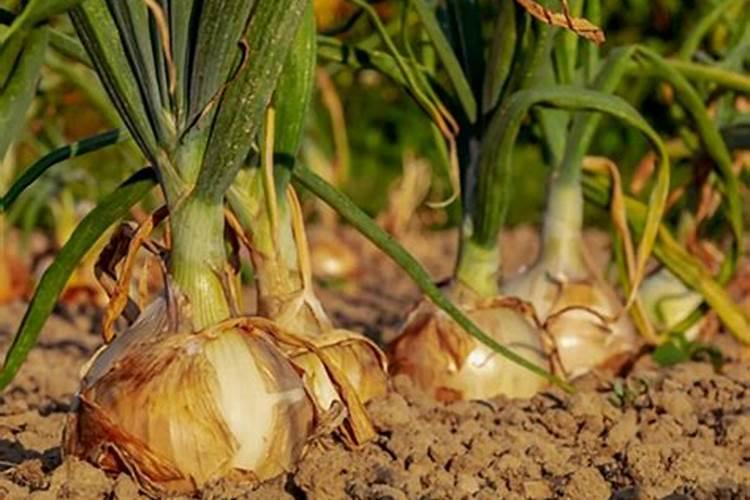 现在洋葱怎么样洋葱管理？