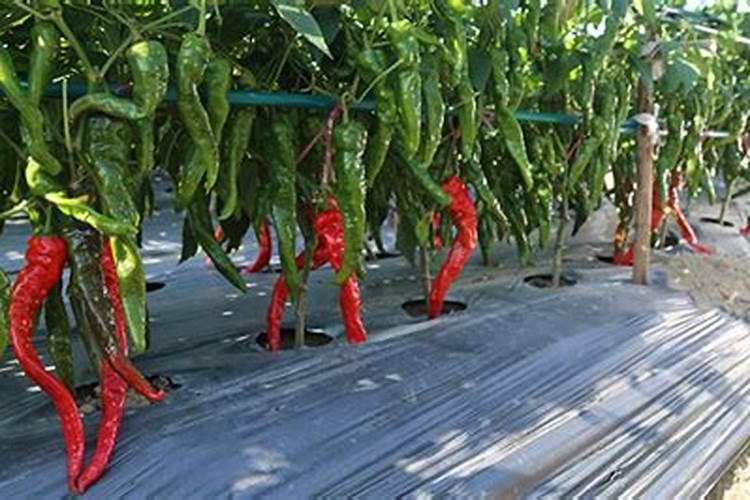 碳氨(也就是化肥)会对人体有什么害处..