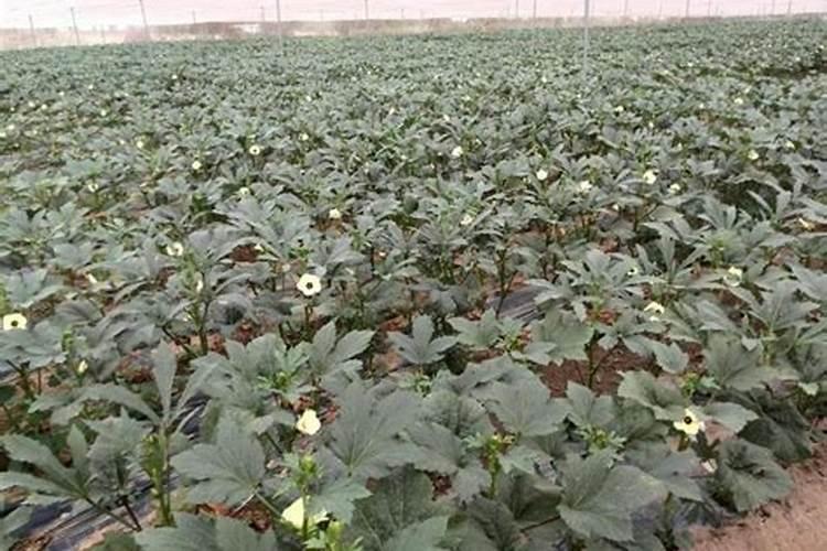 秋葵施肥时间及方法,秋葵移植后施什么肥好