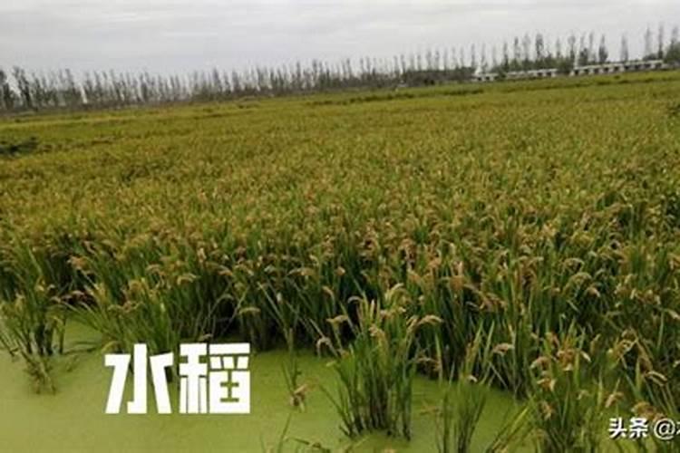 腐植酸水溶肥是什么肥料 腐植酸水溶肥料的作用有哪些