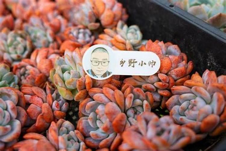 樱桃树底肥用什么肥料比较好？