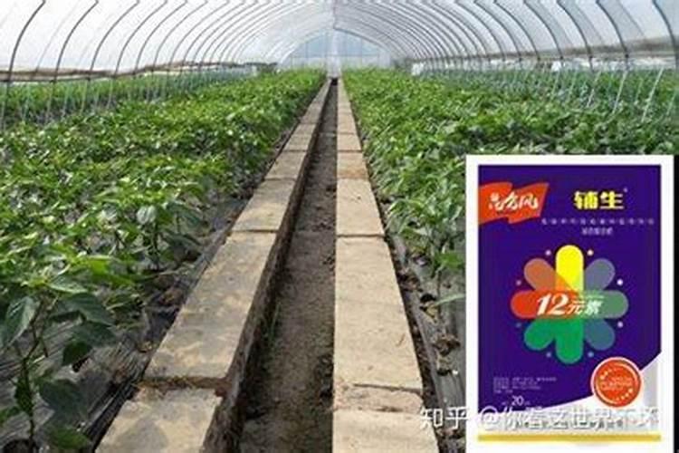 三樱辣椒坐果前打什么药