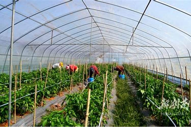 冬季大棚辣椒怎样栽培和高产