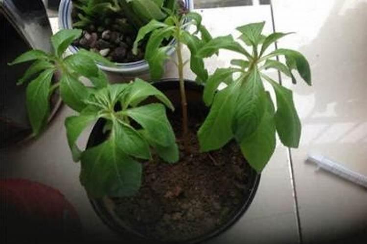 三角盆移盆时盆底下能放复合肥吗？