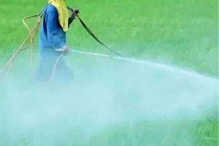 喷完农药的植物要隔多久才能浇水？