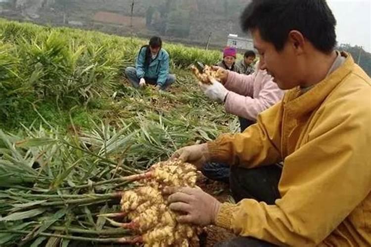 硫酸钾是什么肥料 硫酸钾和氯化钾的区别