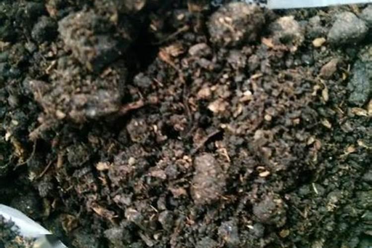 水稻种植技术肥方法 如何给水稻施肥
