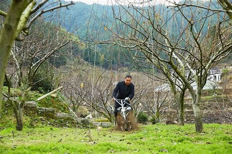 嫁接梨树冬季施肥方法 冬季嫁接梨树施肥方法