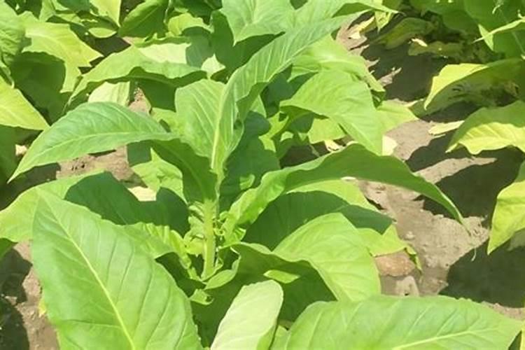 烟草缺素是什么原因？种植户该怎么预防和治理？