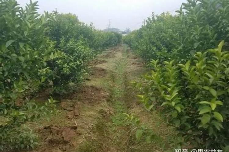 槟榔底肥用什么肥料好？