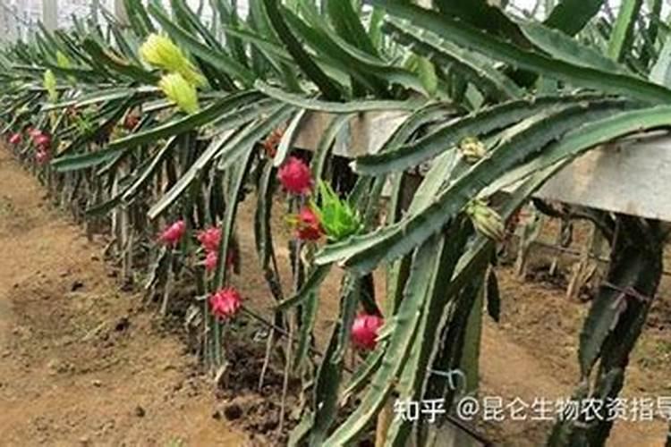 火龙果没有叶子能喷叶面肥吗？喷叶面肥具体有哪些效果？