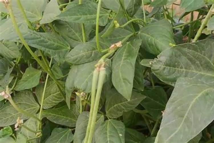 小麦拔节肥什么时候施最好