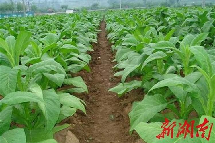 钾肥和磷肥能一起用吗 钾肥和钙肥可以混用吗