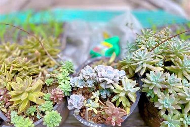 红薯能重茬种植吗