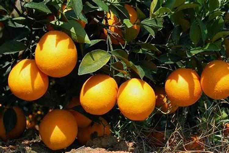 有知道黄腐酸肥料的使用注意事项有哪些？