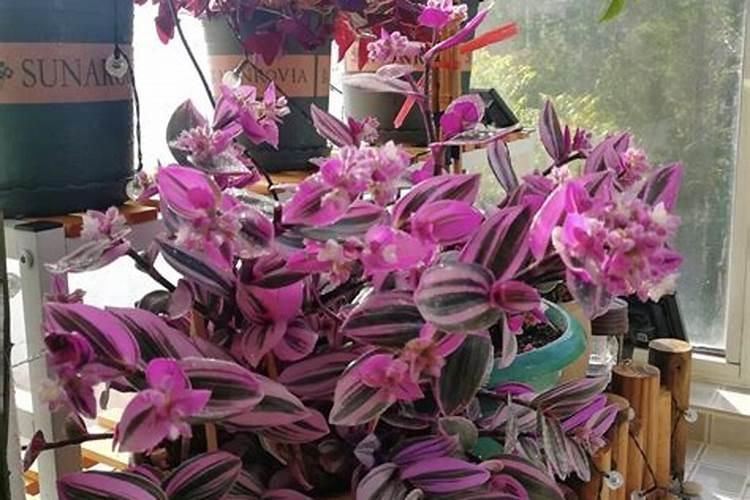 桃子膨大期喷什么上色增甜？